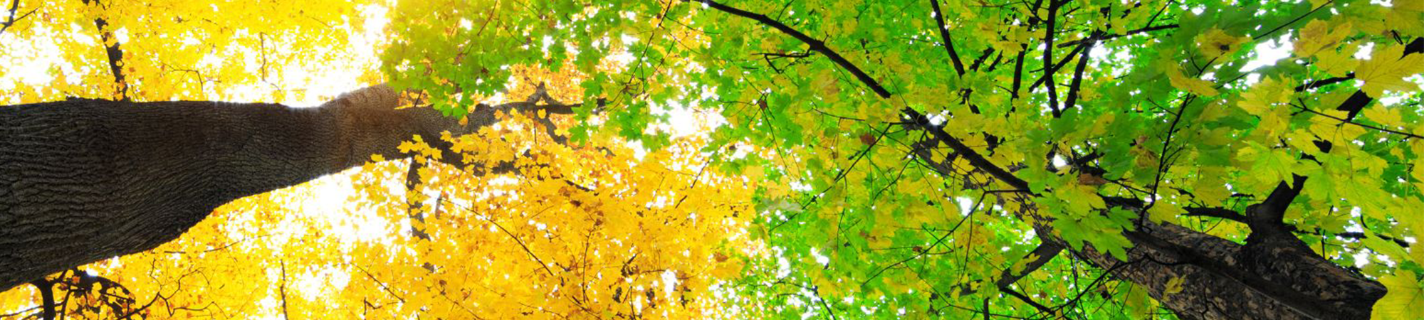 Banner Default Image